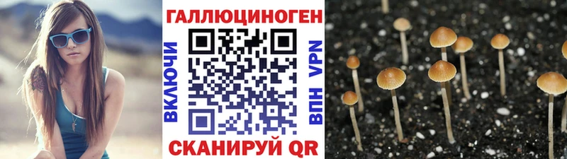 Псилоцибиновые грибы Cubensis  Купить  Энем 